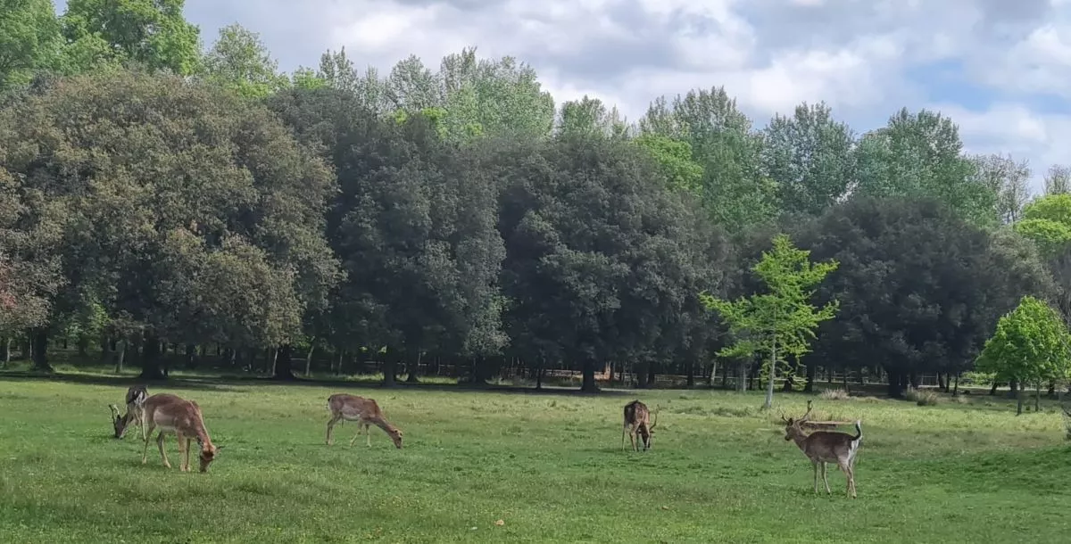 Parco di San Rossore